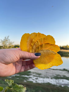 Dried Organic Mango Bar Quality Round Slices, 100% Natural, No Sugar Added