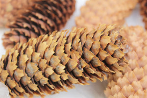 10 pcs of Dried Cones