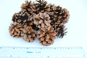 25 Dried Pine Cones, High Quality, Natural, Organic, Biodegraddable, Craft, Home Decoration, Christmas Decor