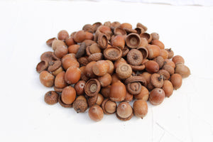 Dried Acorns With Caps, High Quality, Natural, Organic, Biodegraddable, Craft, Home Decoration, Christmas Decor
