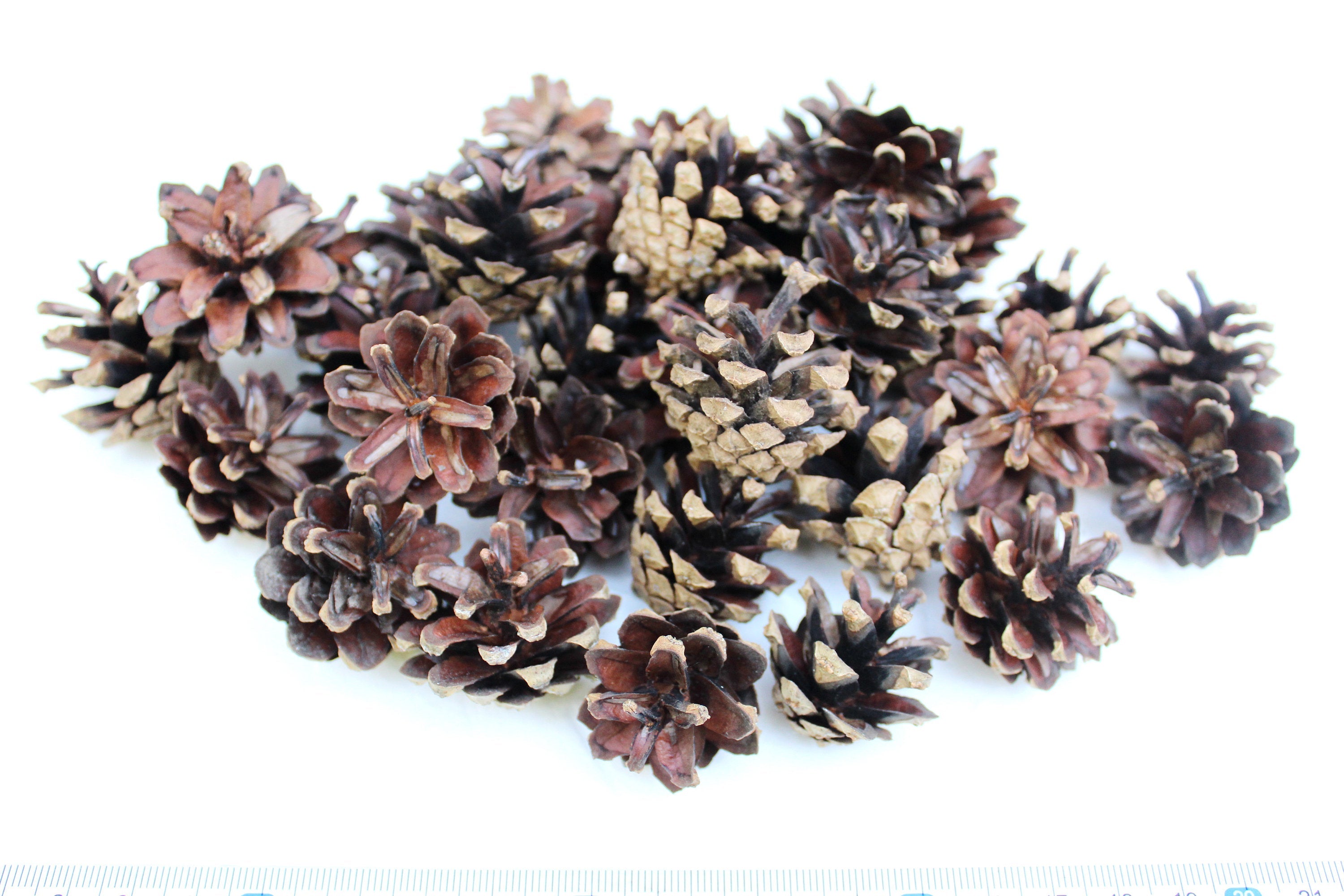 Free 25 Dried Pine Cones, High Quality, Natural, Organic, Biodegraddable, Craft, Home Decoration, Christmas Decor