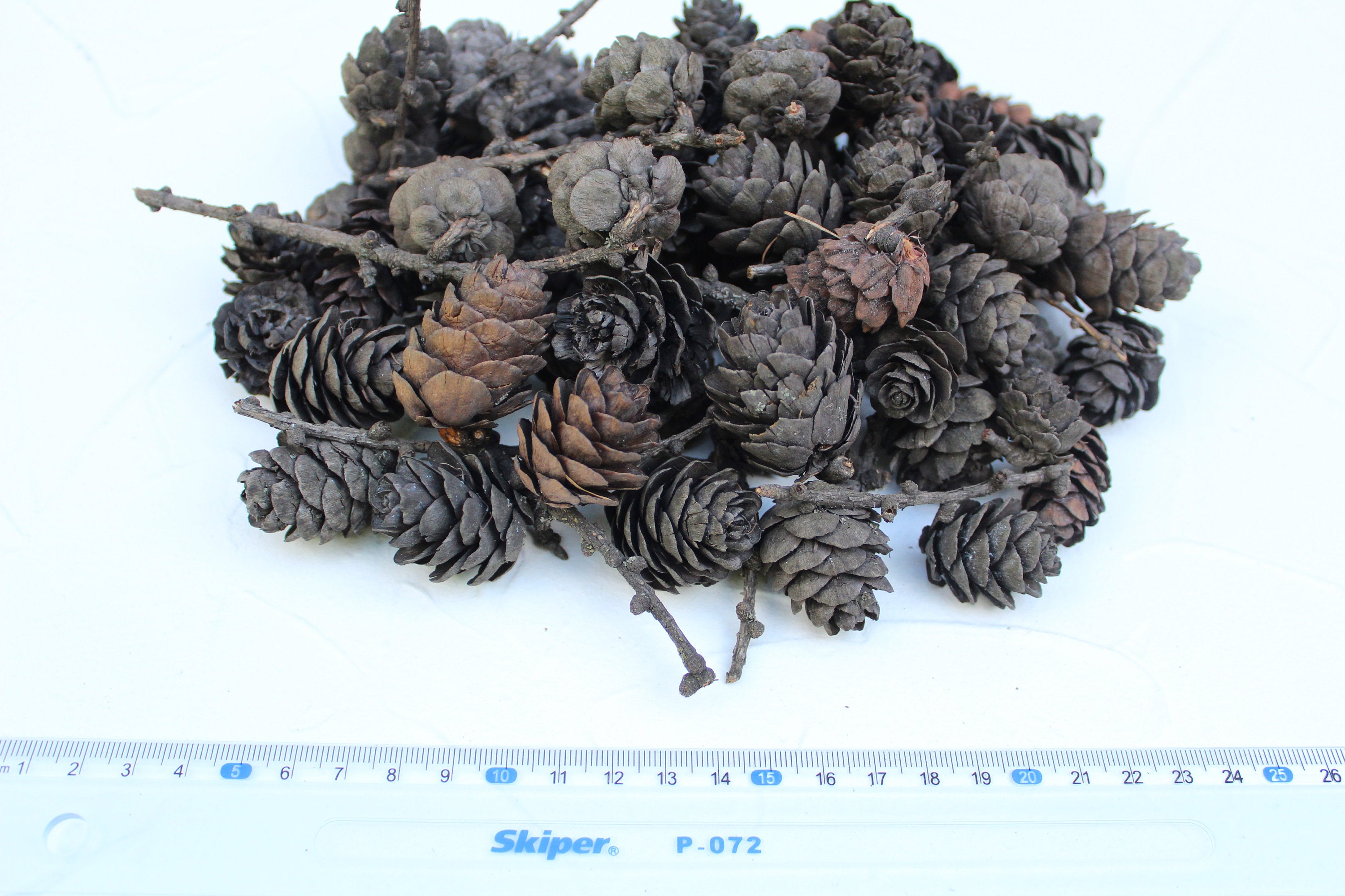 25 Dried Pine Cones, High Quality, Natural, Organic, Biodegraddable, Craft, Home Decoration, Christmas Decor