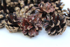 Free 25 Dried Pine Cones, High Quality, Natural, Organic, Biodegraddable, Craft, Home Decoration, Christmas Decor