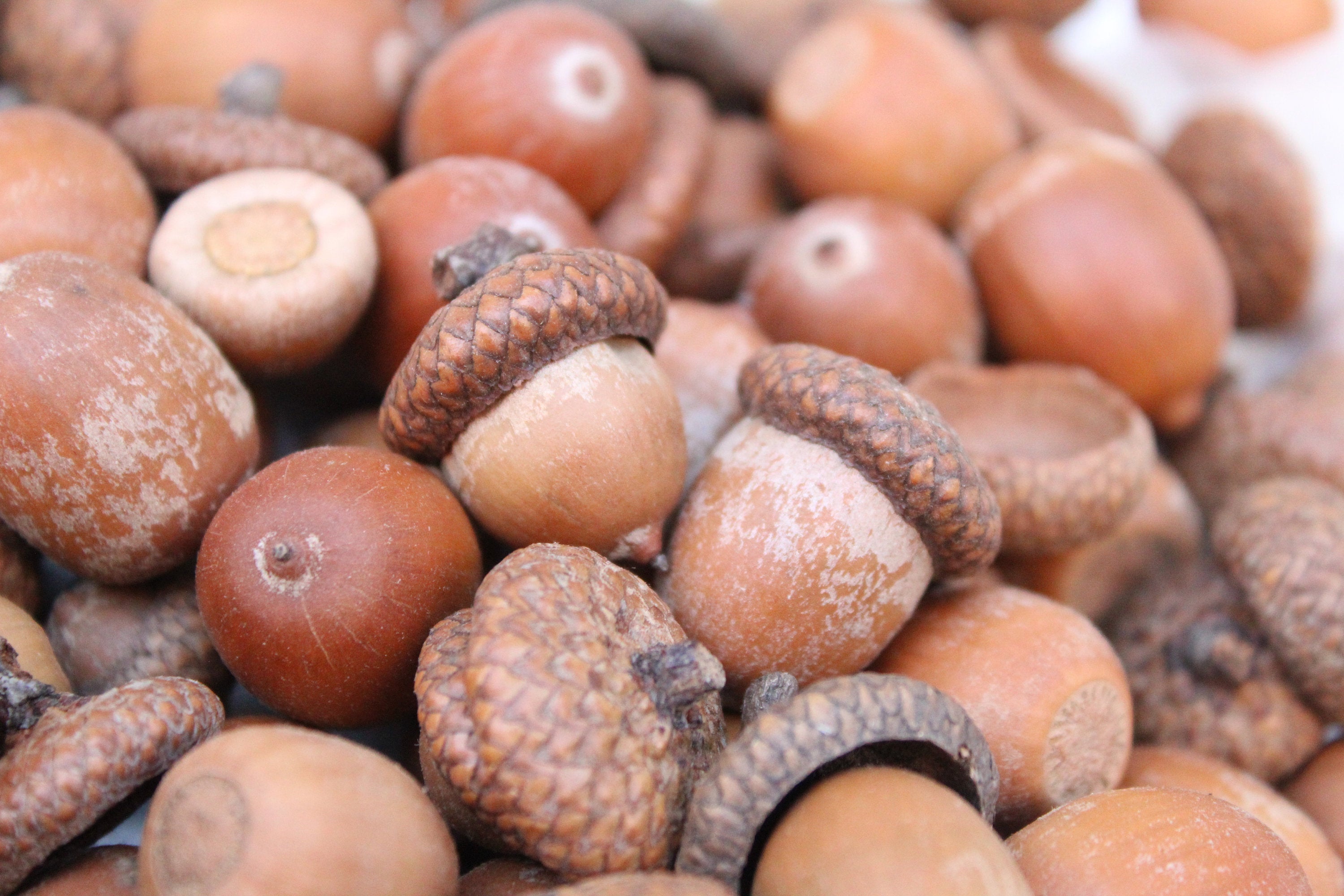 Dried Acorns With Caps, High Quality, Natural, Organic, Biodegraddable, Craft, Home Decoration, Christmas Decor