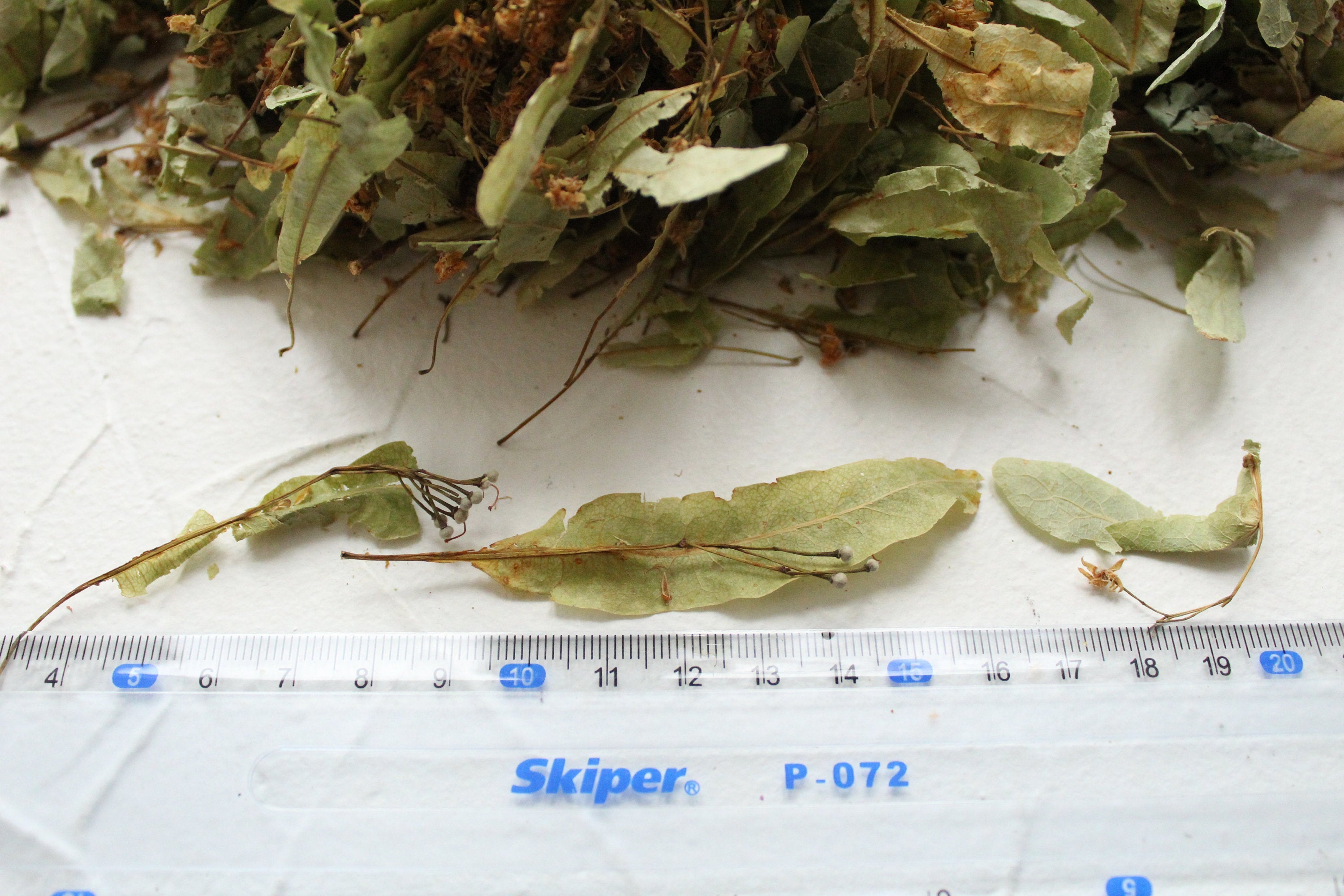Handpicked Linden flowers, Dried, Not cut, , High Quality, Natural, Organic, Biodegraddable, Craft