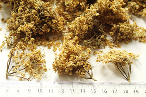 Organic dried Elderflower (Sambucus) flowers on stems, European elder, Wild grown