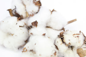 10 Dried Cotton Bolls, Dried Cotton Buds, Dried Cotton Flowers, Cotton for Decor, Cotton Decoration, Cotton Stalks, Natural Cotton for Craft