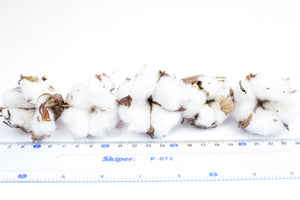 10 Dried Cotton Bolls, Dried Cotton Buds, Dried Cotton Flowers, Cotton for Decor, Cotton Decoration, Cotton Stalks, Natural Cotton for Craft